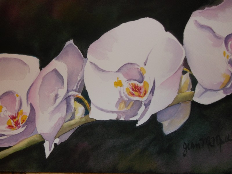  Orchid paintings in watercolor by Jean McMullen – Jean McMullen 