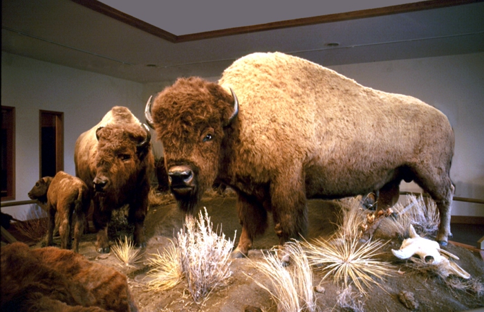 Smithsonian Hornaday Bison