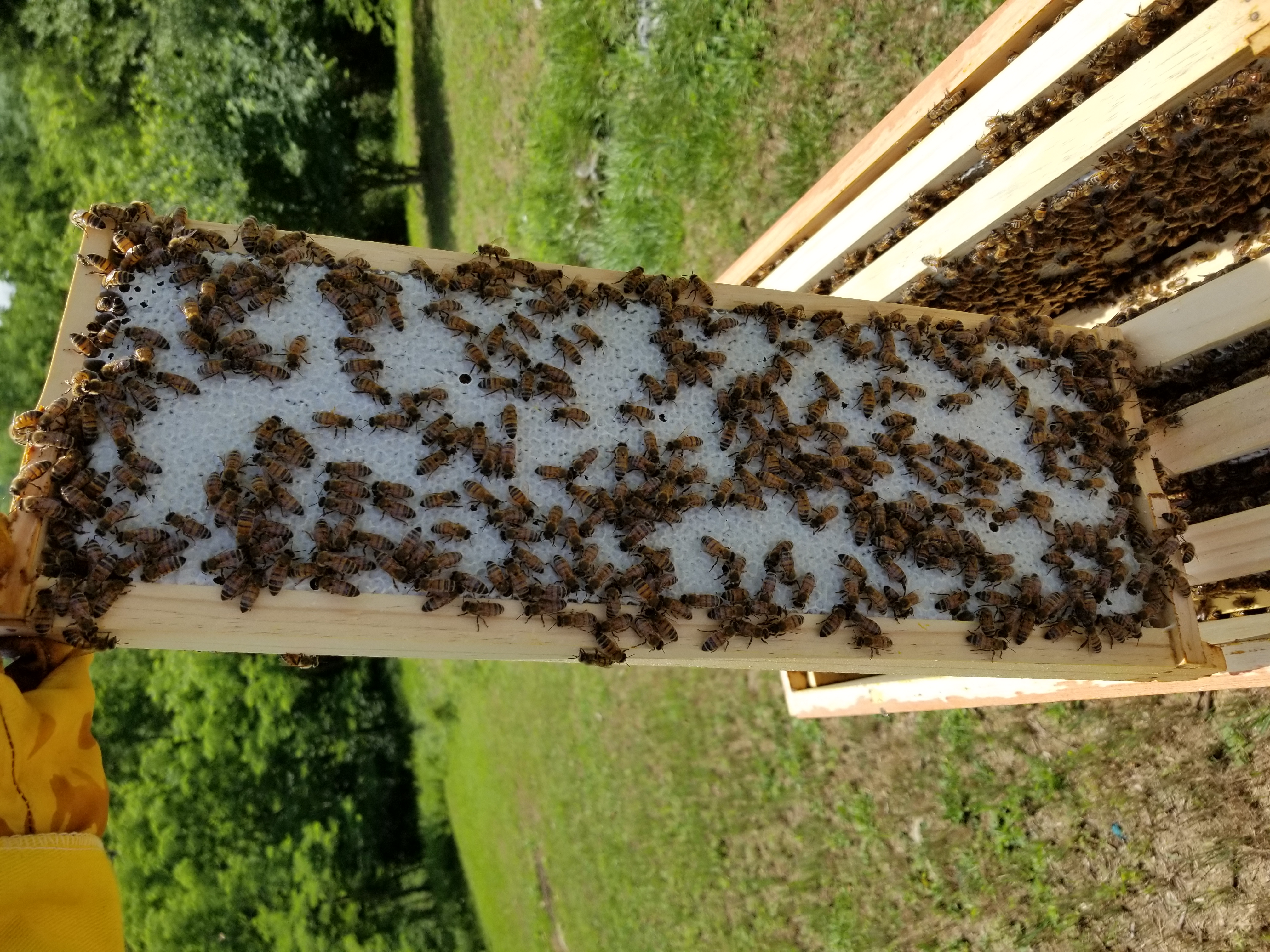 Bee Hind Honey