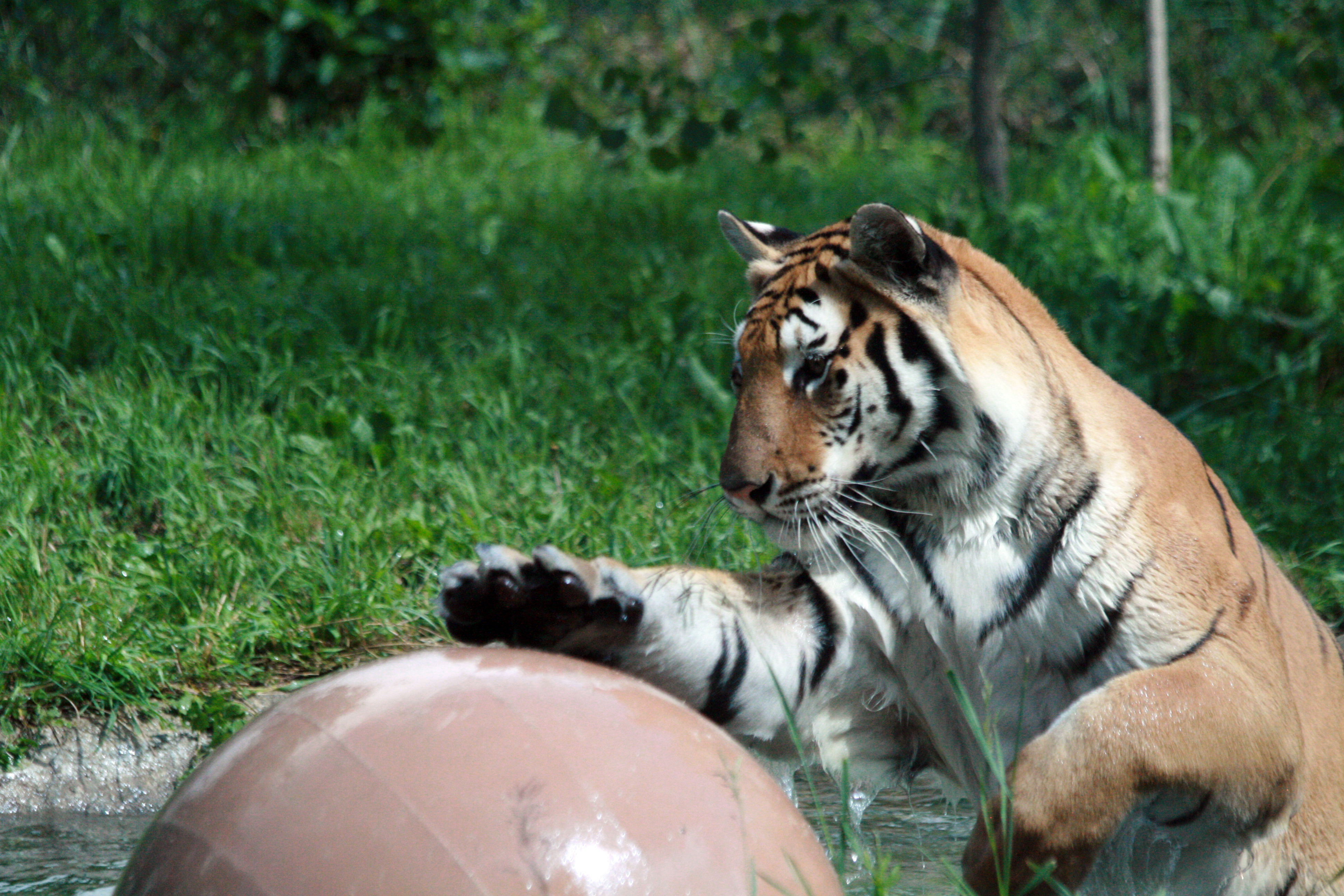 Amur Tiger Fun