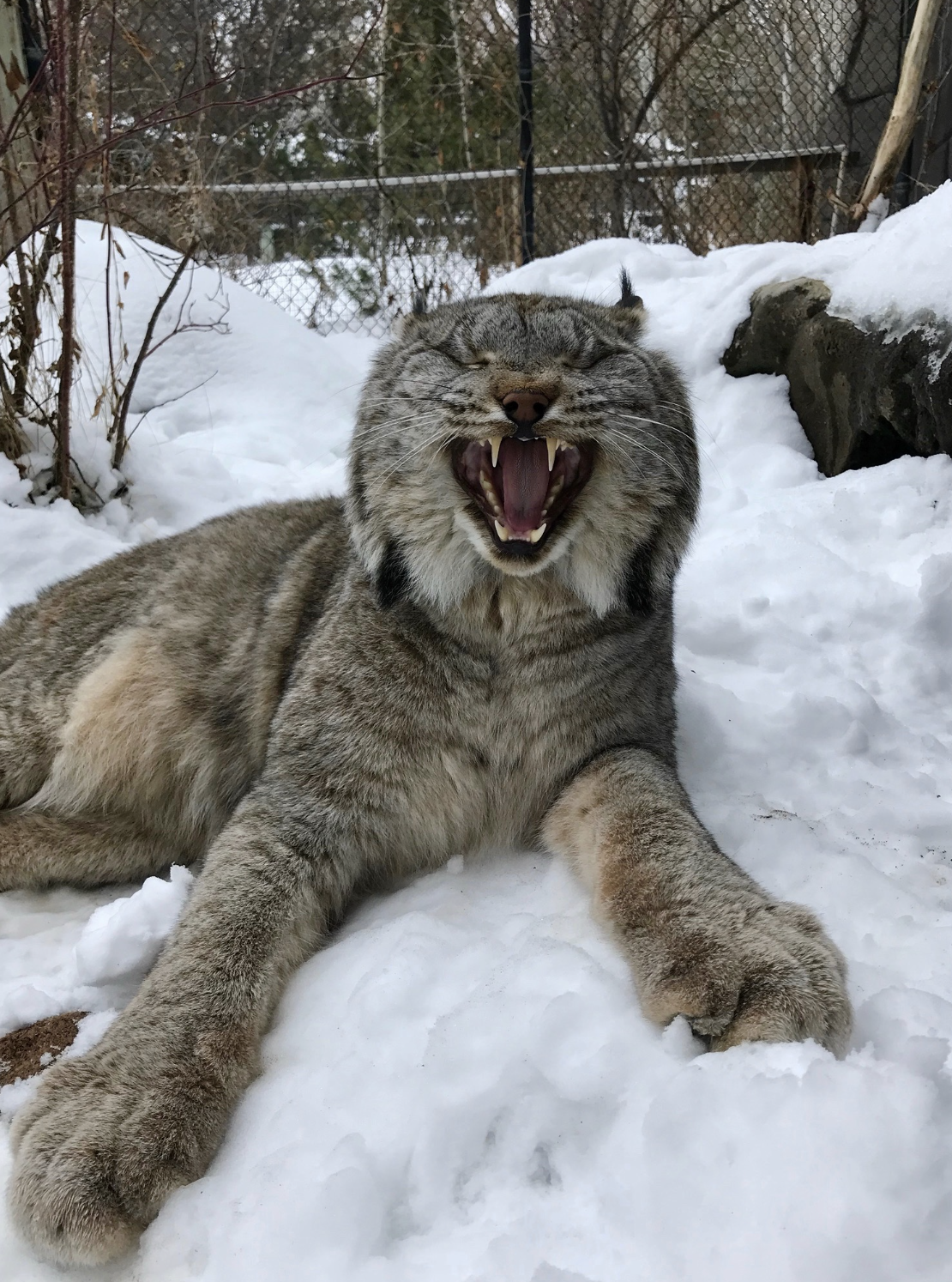 Fierca the Canada Lynx