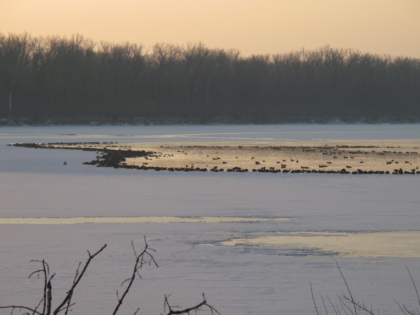 A frozen DeSoto Lake with waterfowl surrounding the open, non-iced area close to the Lewis and Clark trail
