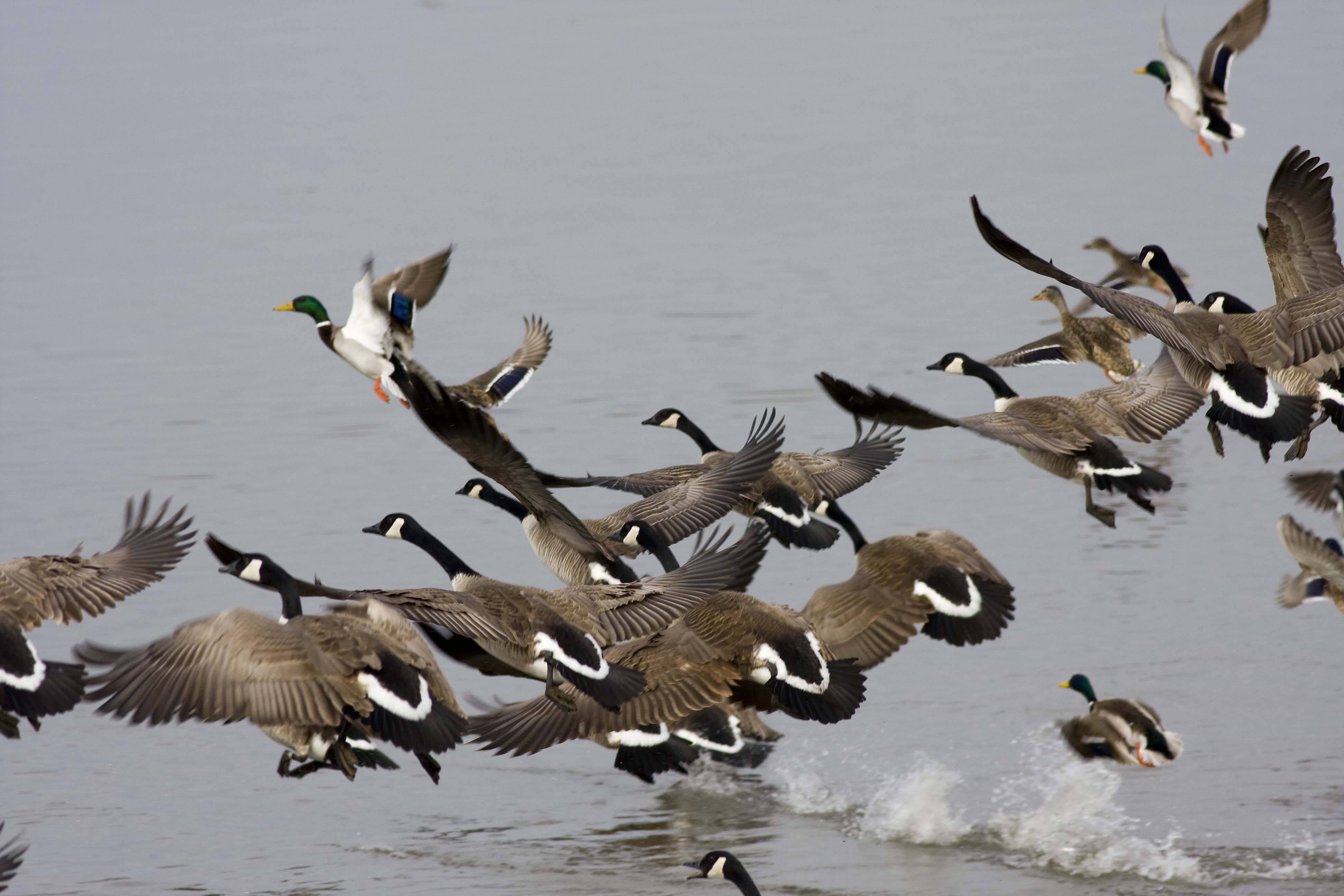 Canada geese and ducks lifting off from the water, close to the Lewis and Clark trail