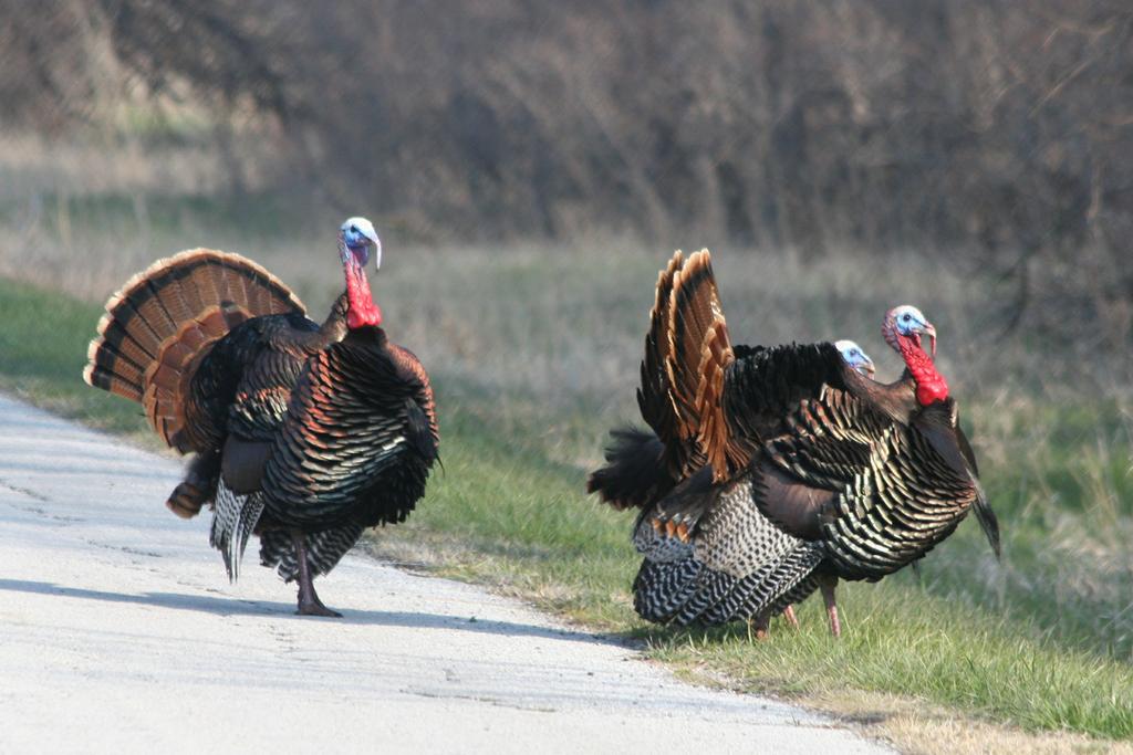Wild turkeys crossing the refuge road.