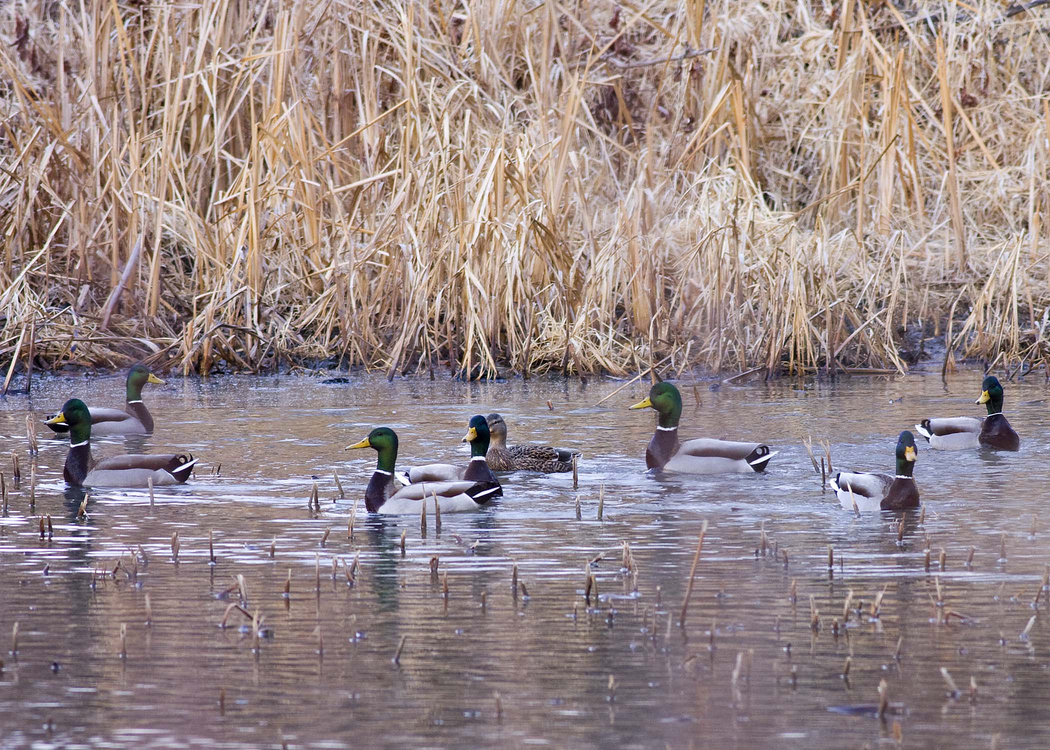 Mallard ducks swimming in the wetlands.