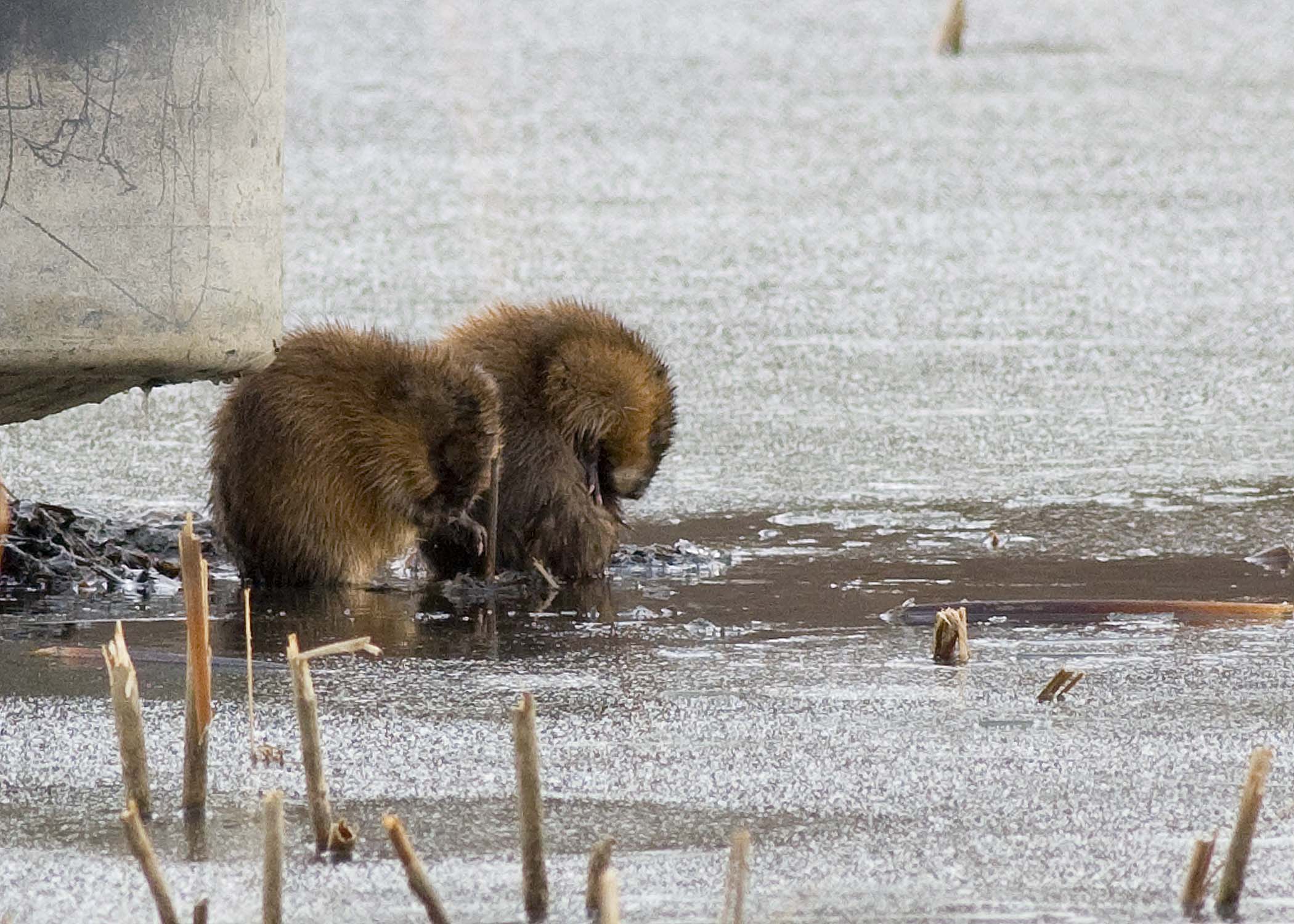 Beavers cleaning themselves on ice