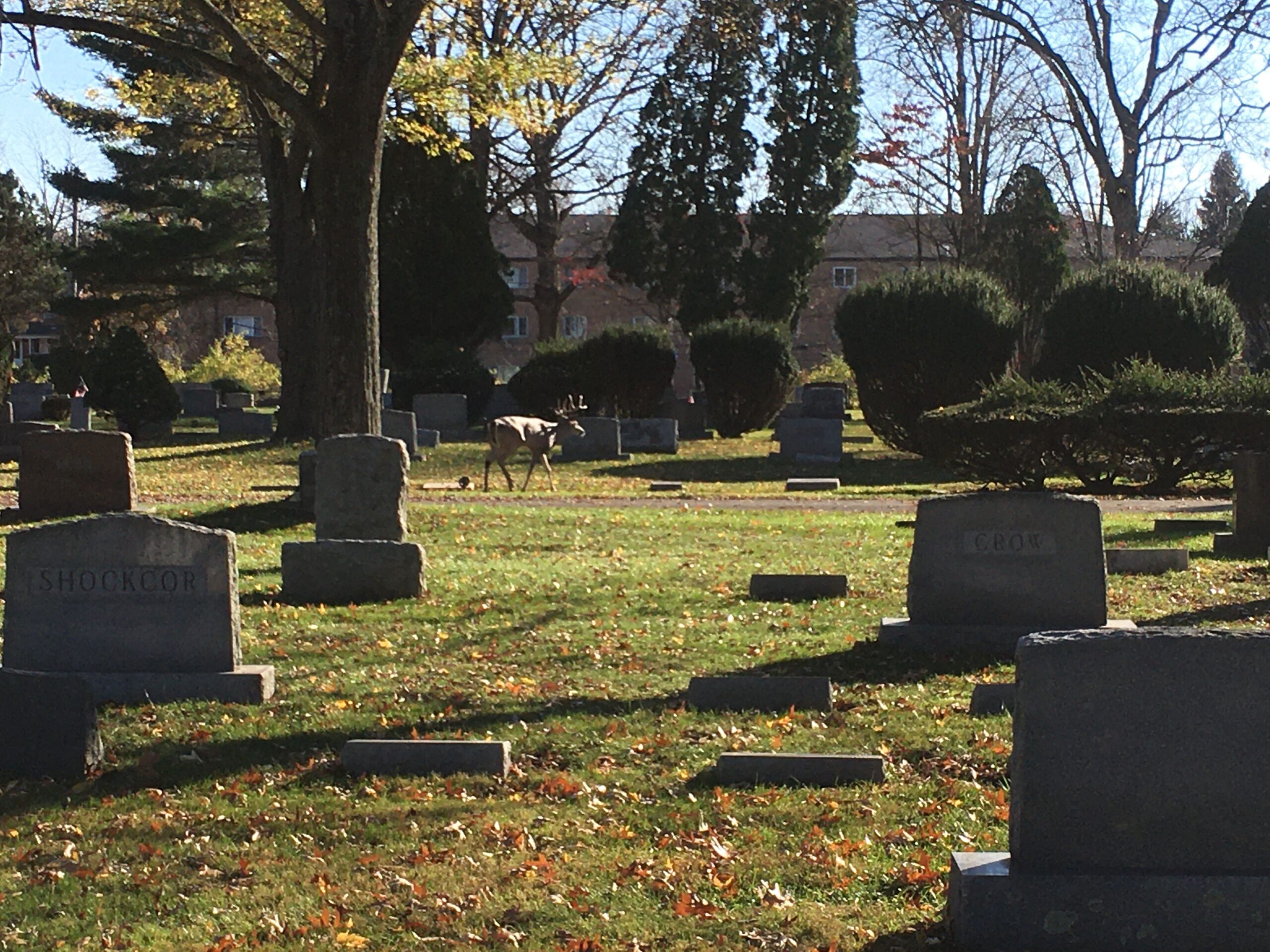 Walnut Grove Cemetery