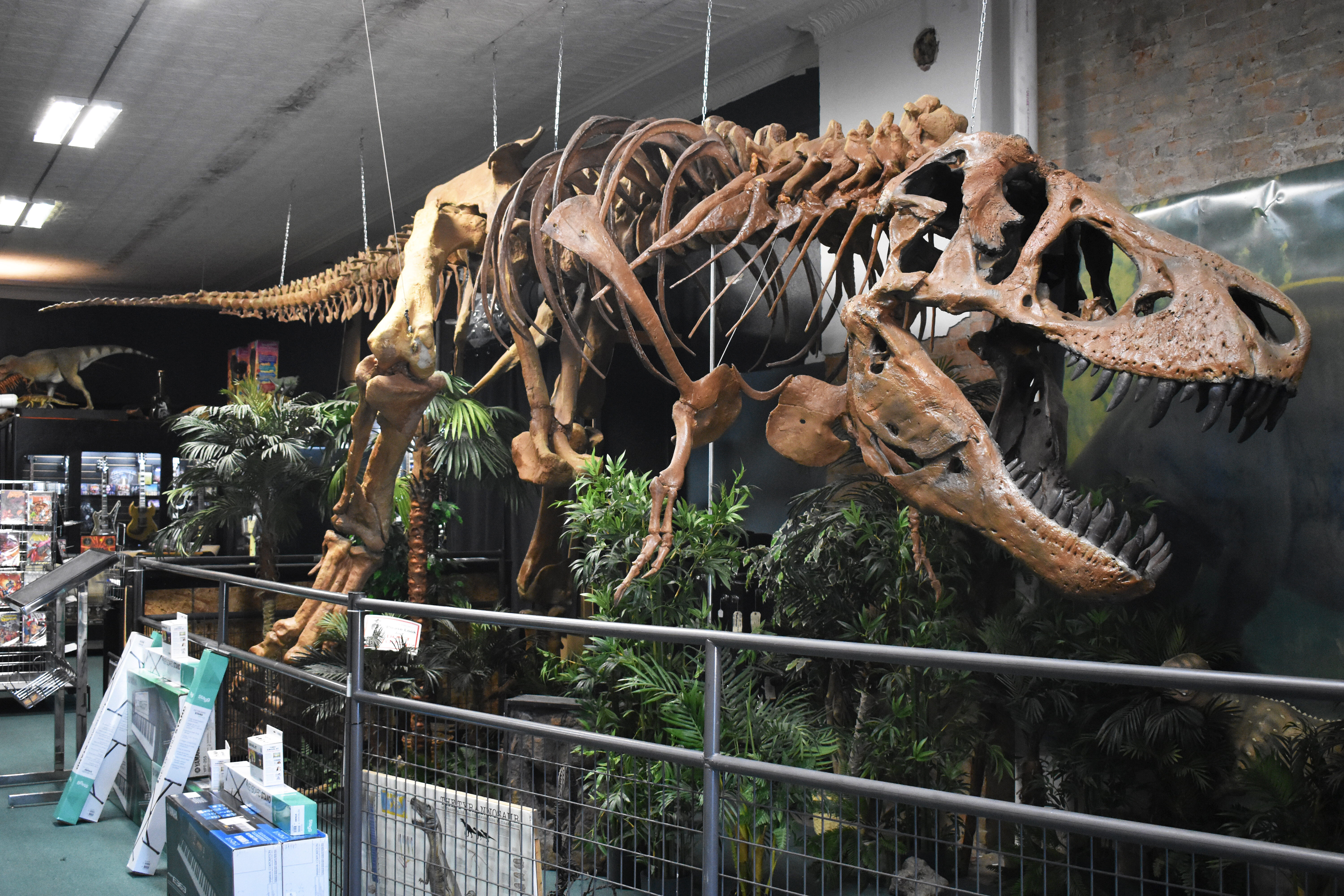 T-Rex on display