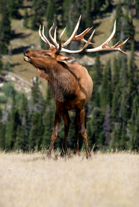 Mighty Elk