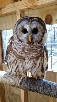 Harlan, the barred owl
