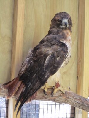 Scarlet, the red-tailed hawk