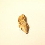 “Bear Tooth Pendant” 