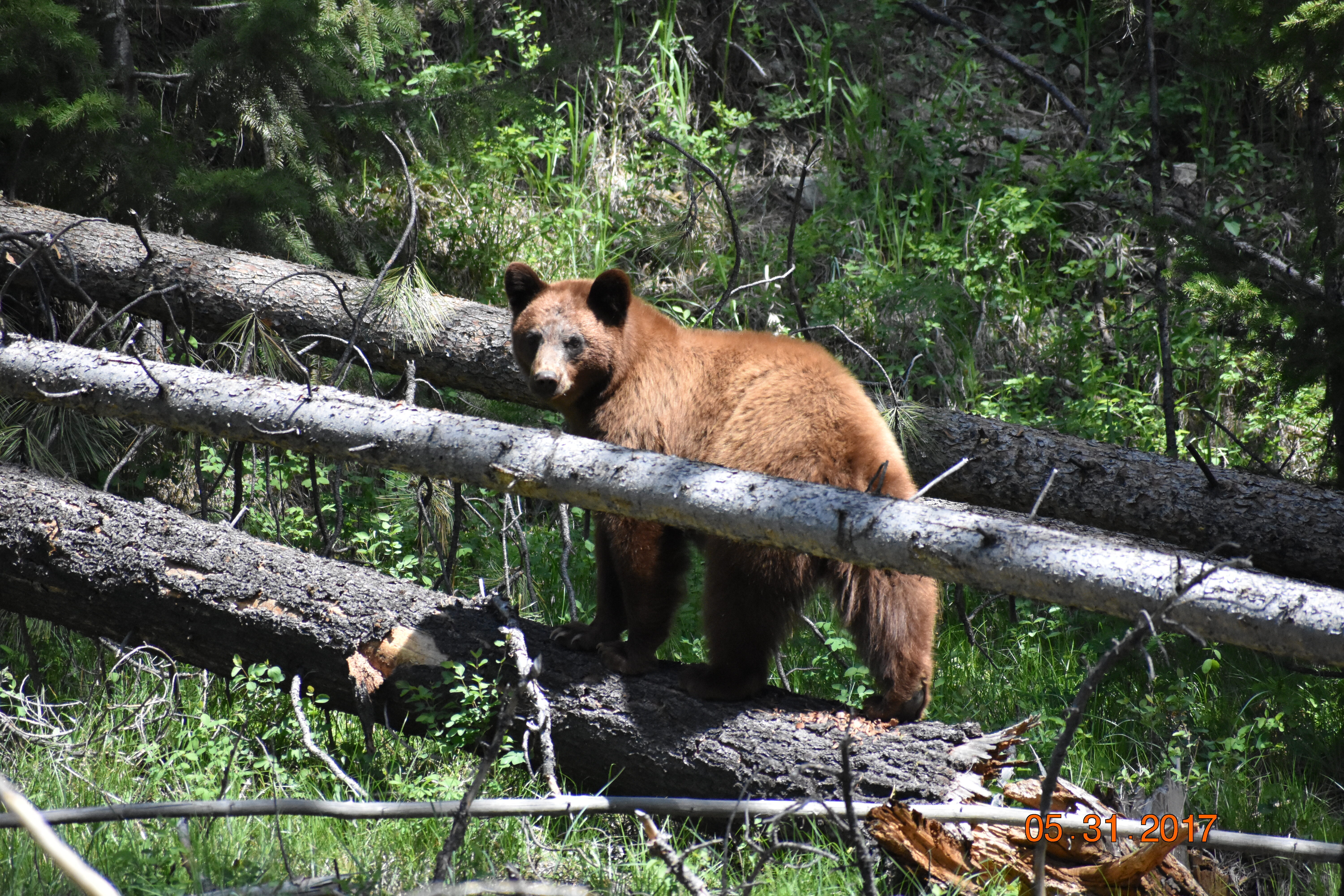 Bear along the Lewis and Clark Trail