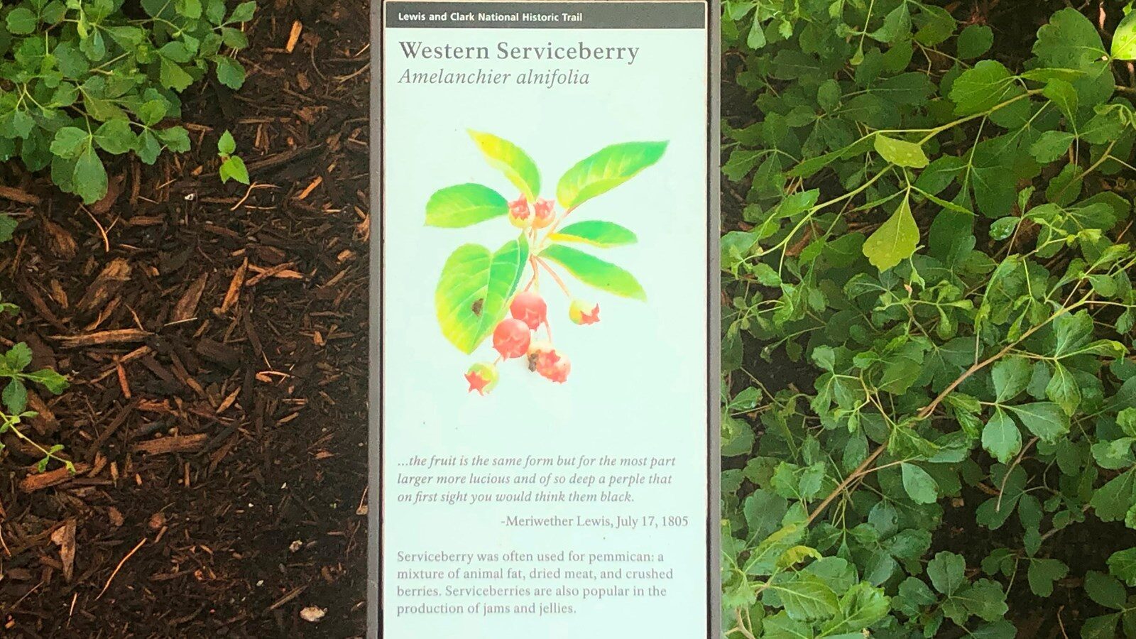 Western Serviceberry