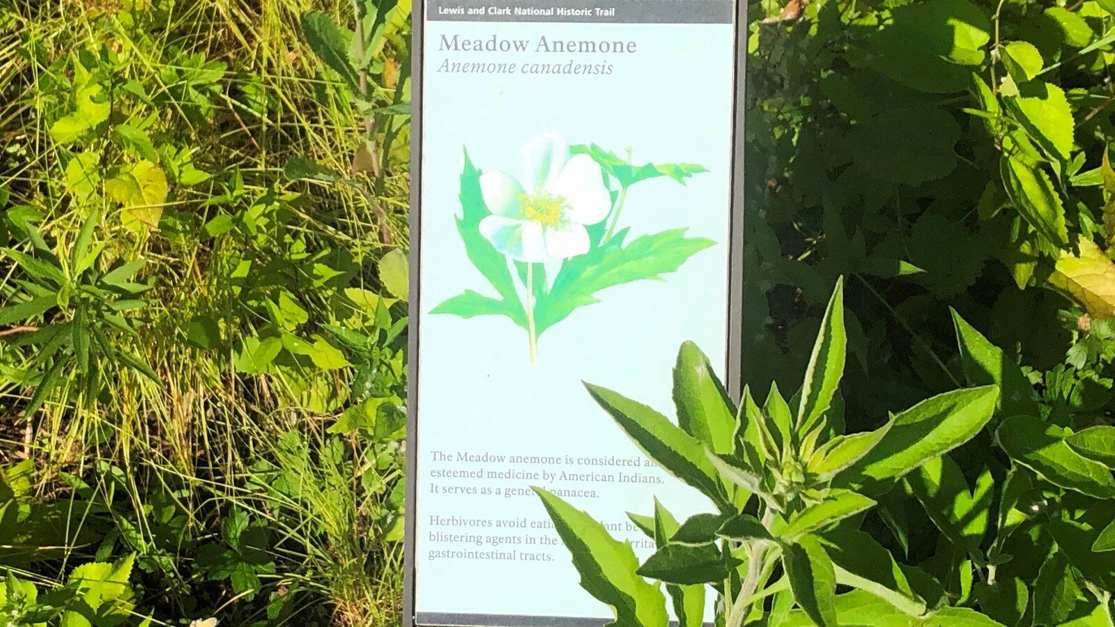Meadow Anemone