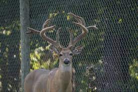 Deer by fence