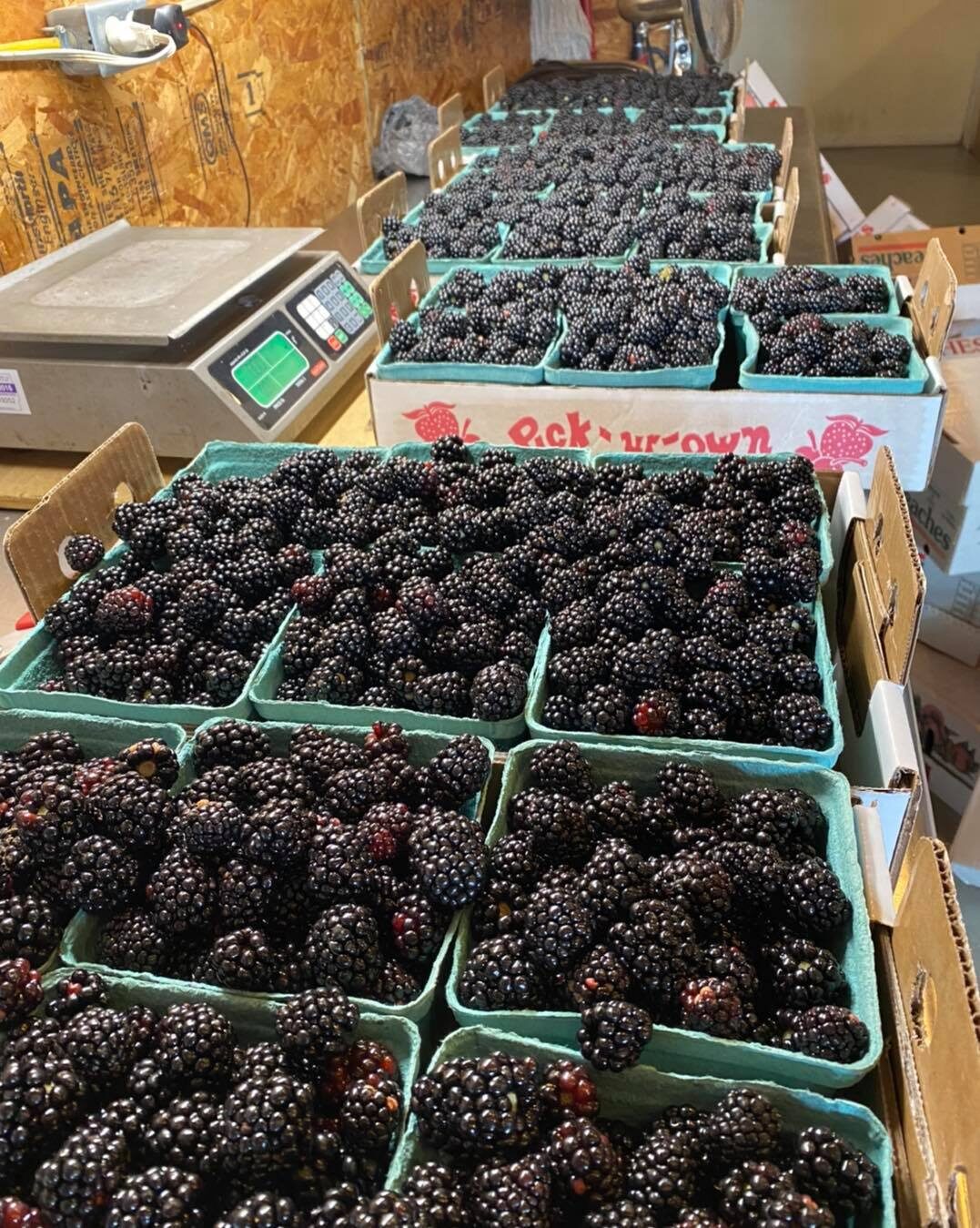 Blackberries already picked and ready for sale at Backwoods Berry Farm along the Lewis and Clark Historic Trail