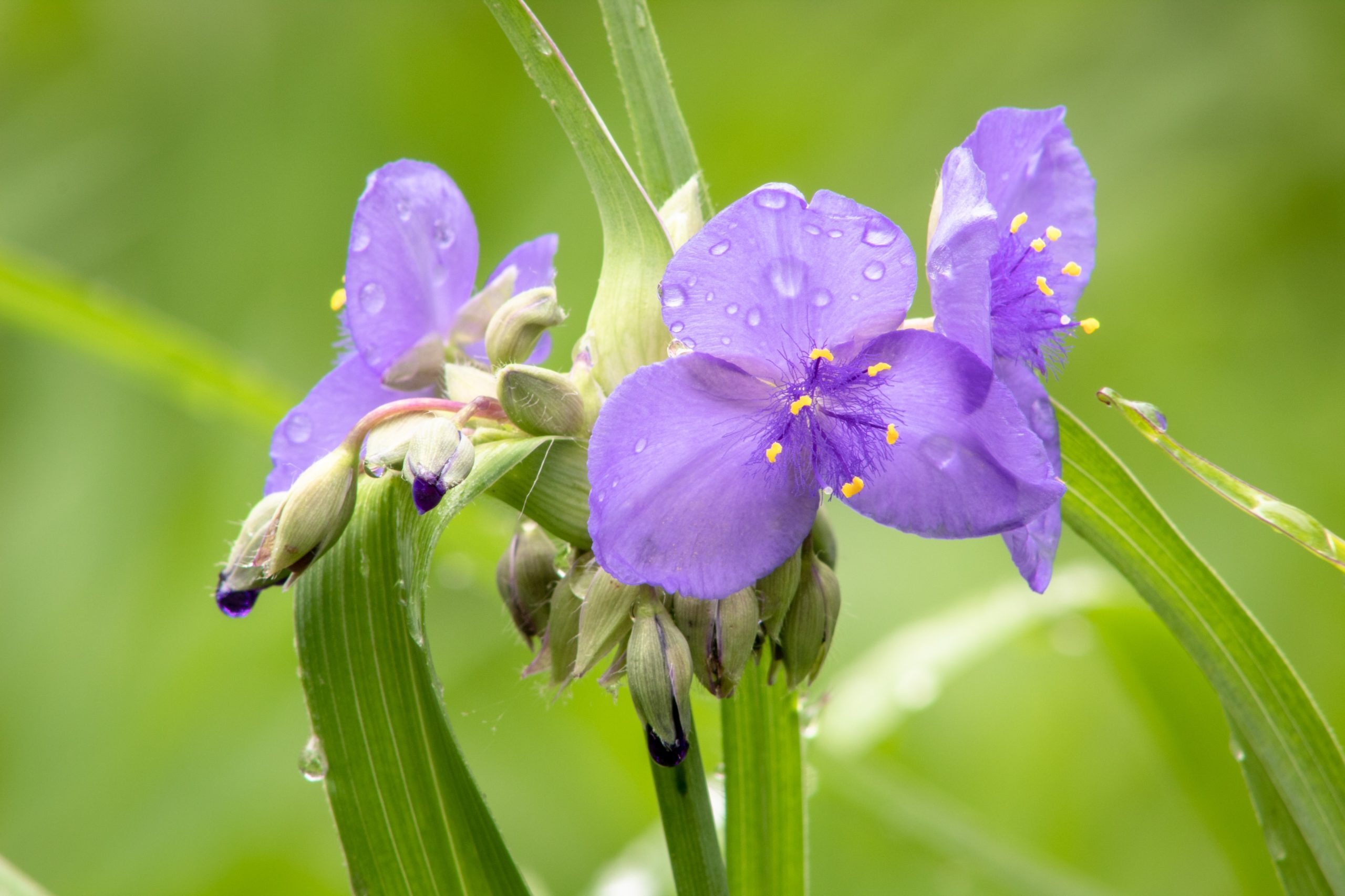 Spiderwort located in the interpretive garden at the Lewis and Clark National Historic Trail Visitor's Center
