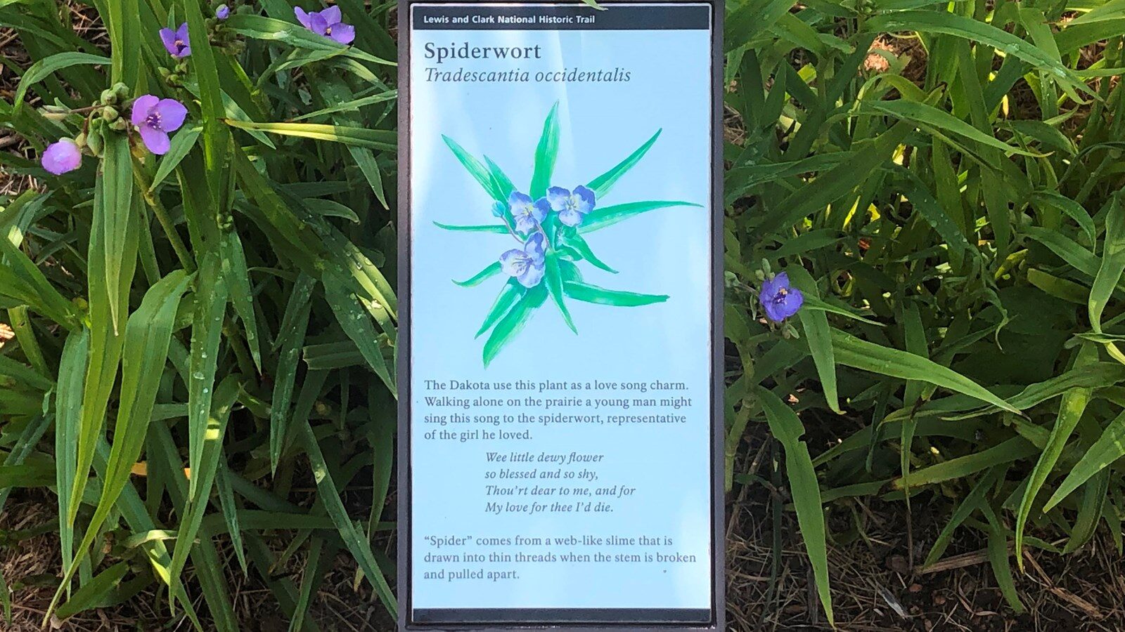 Lewis and Clark National Historic Trail Visitor Center- “Spiderwort”