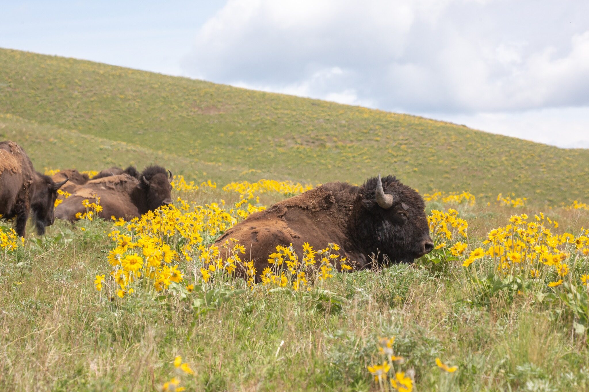 A bison enjoying a rest in the beautiful flowers on the Bison Range on the LCNHT