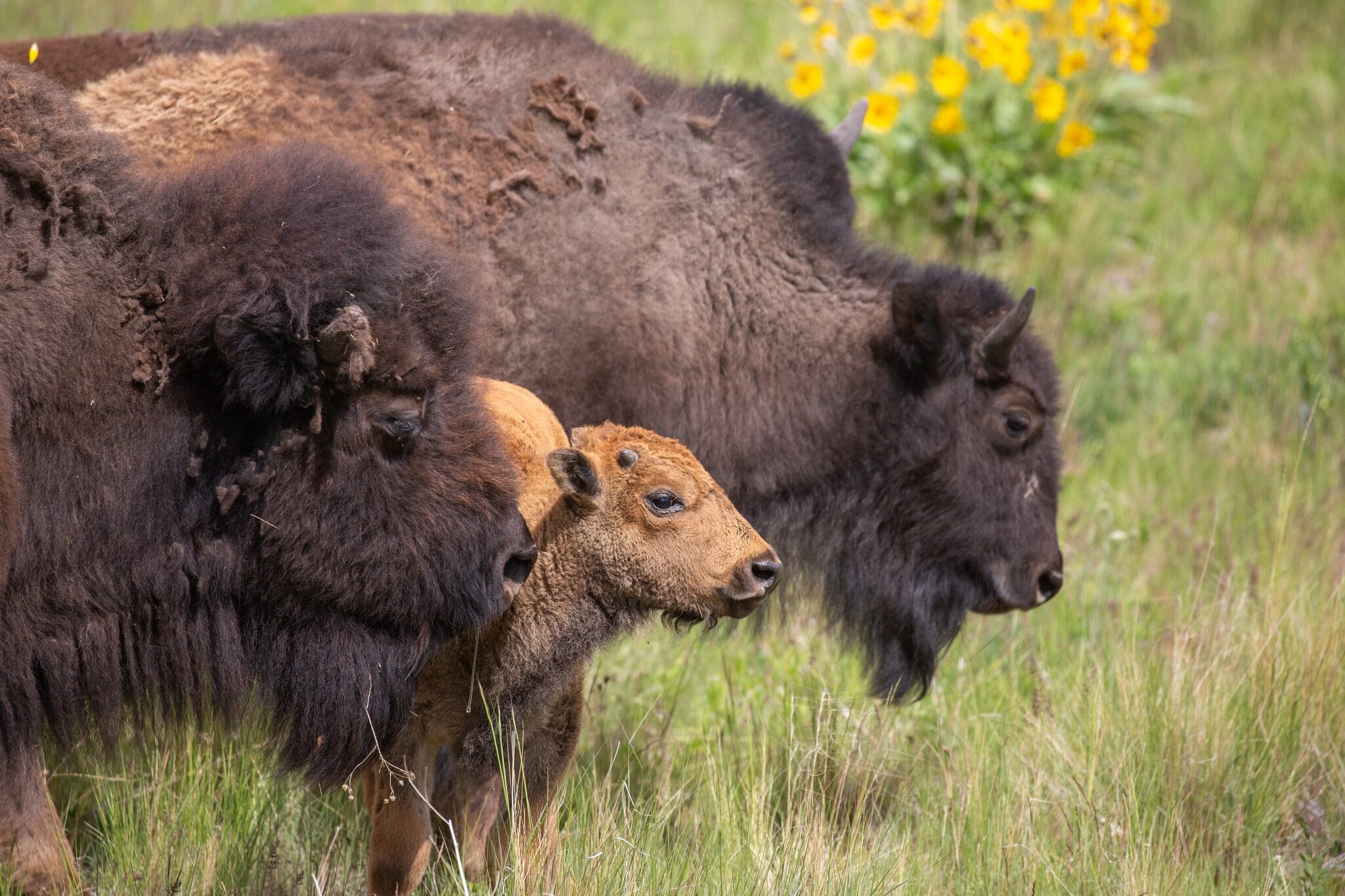 Bison showing a new baby around the Range along the LCNHT