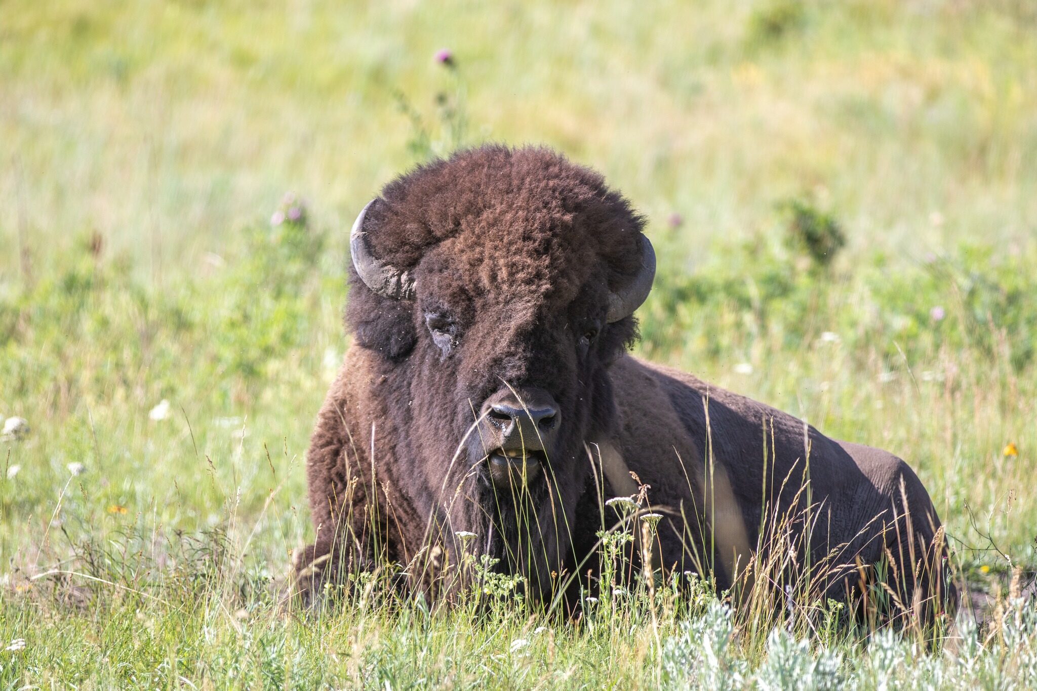 Bison Range Restoration