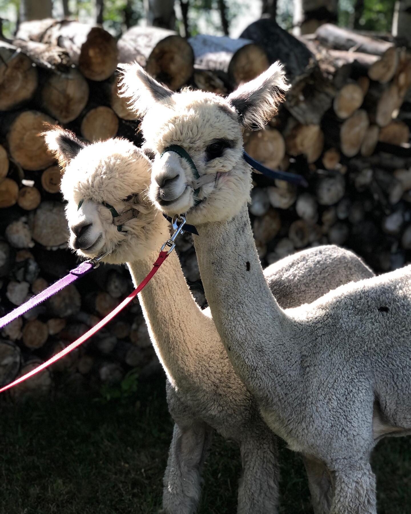 Furry Friends at Bodhi Farms on the LCNHT