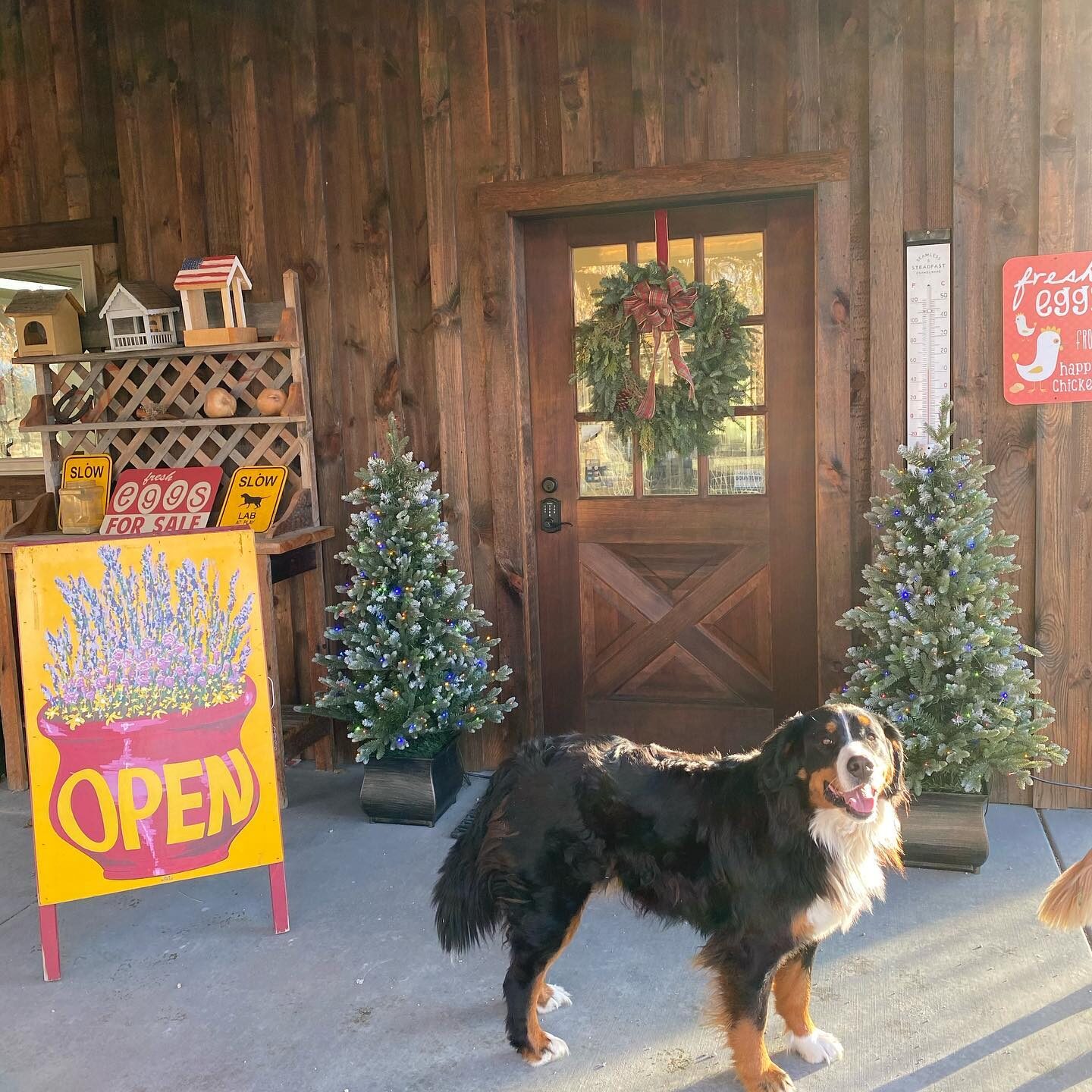 The farm store set up for the holidays at ABC Acres on the LCNHT