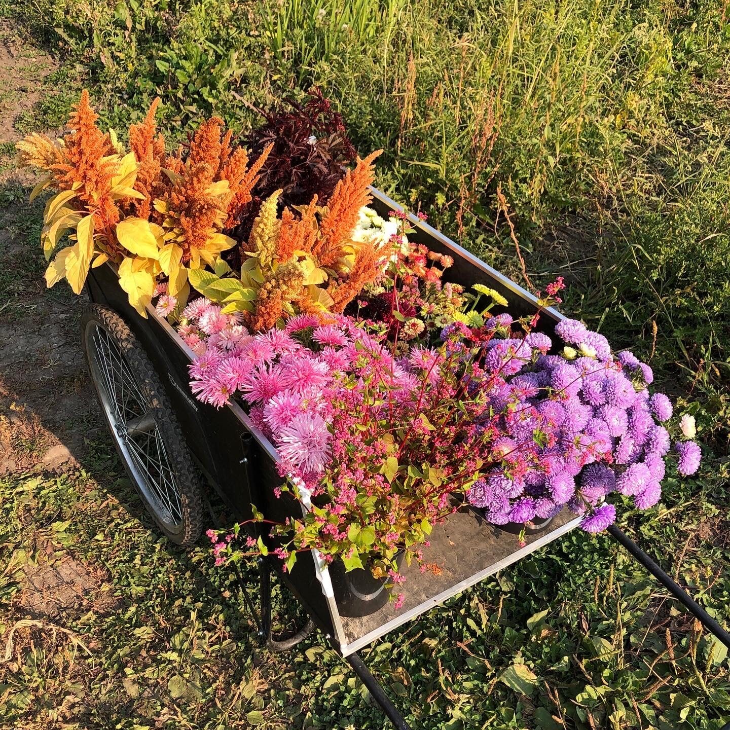 Cart full of breathtaking flowers on Rocky Creek Farm on the Lewis and Clark National Historic Trail