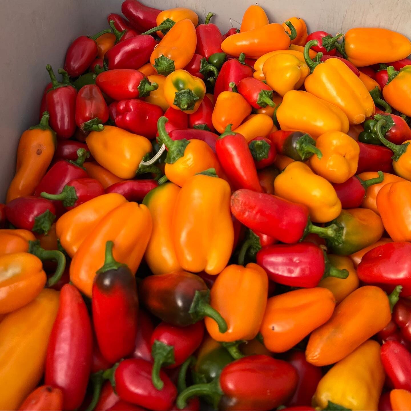 Bright and beautiful peppers available at Rocky Creek Farm on the Lewis and Clark National Historic Trail