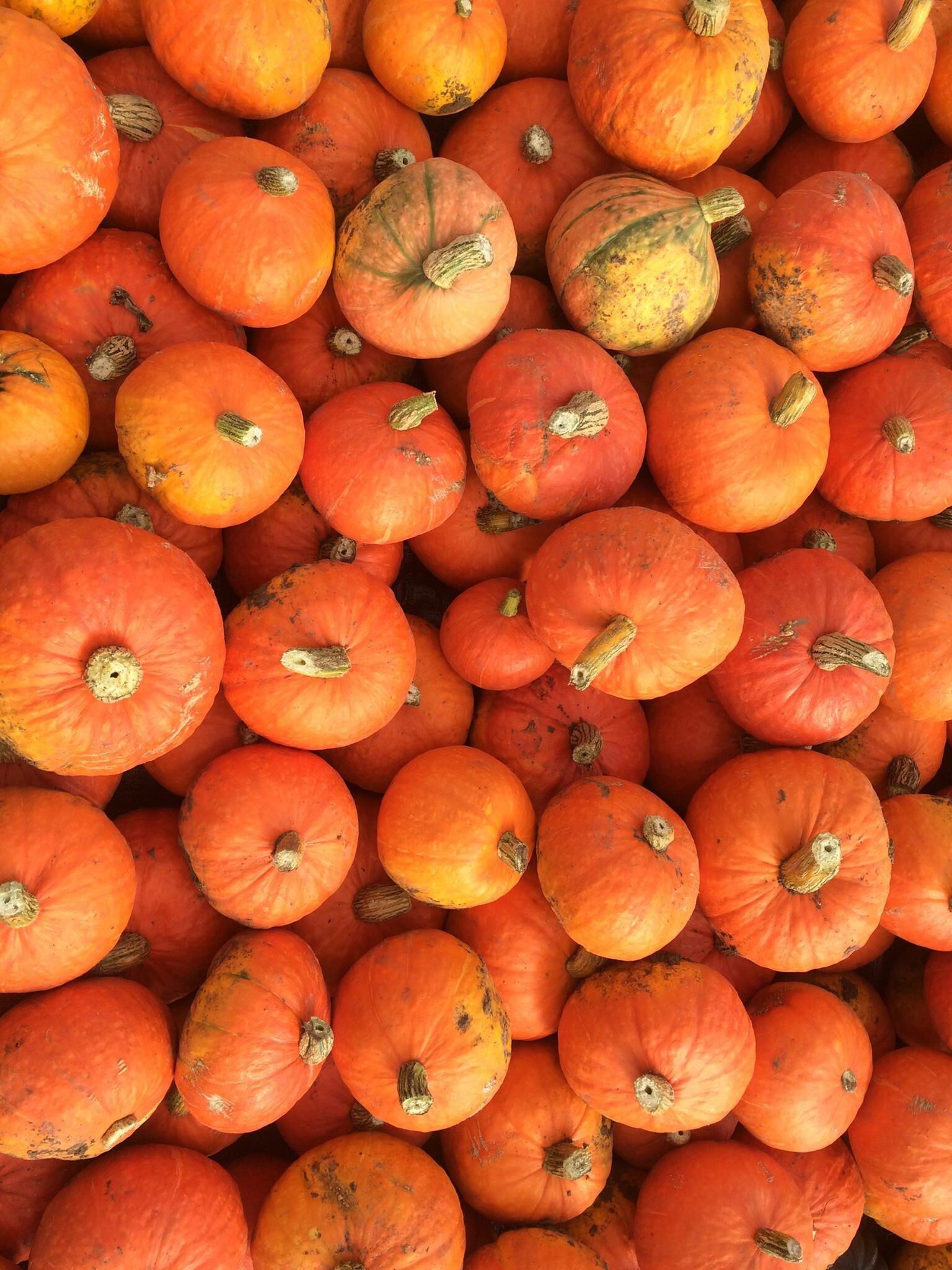 Pumpkins for Fall festivities on Rocky Creek Farm alone the Lewis and Clark National Historic Trail