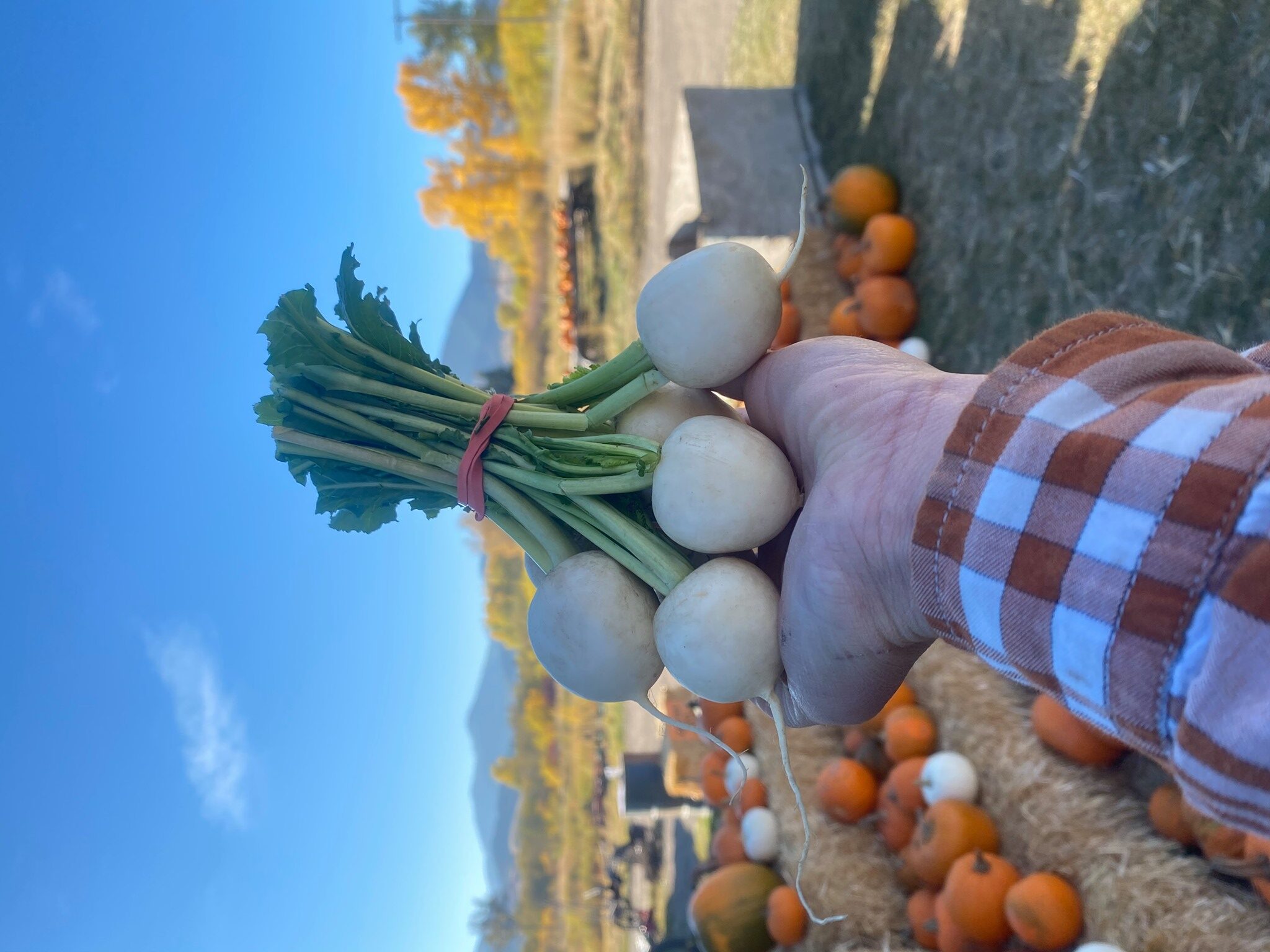Turnips in the Fall at Rocky Creek Farm on the Lewis and Clark National Historic Trail