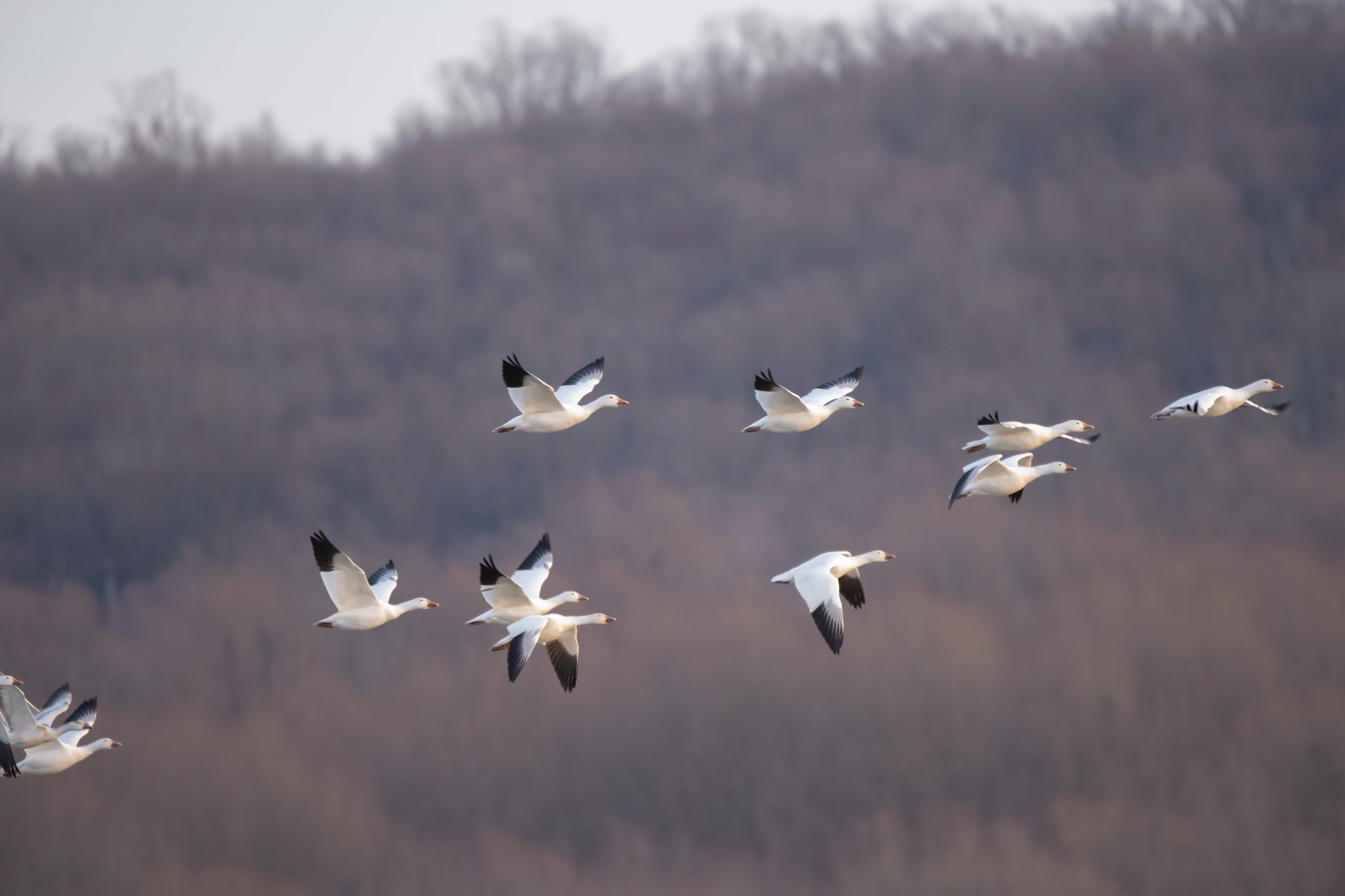 Watch migrating snow geese at the McNary Wildlife Nature Area.
