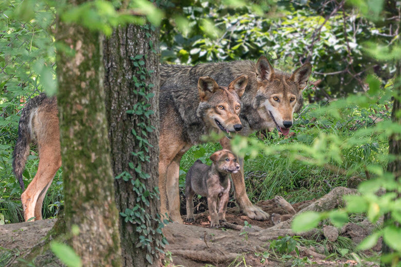 The Endangered Wolf Center - Lewis and Clark Trail Experience