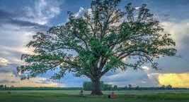 Big Bur Oak Tree