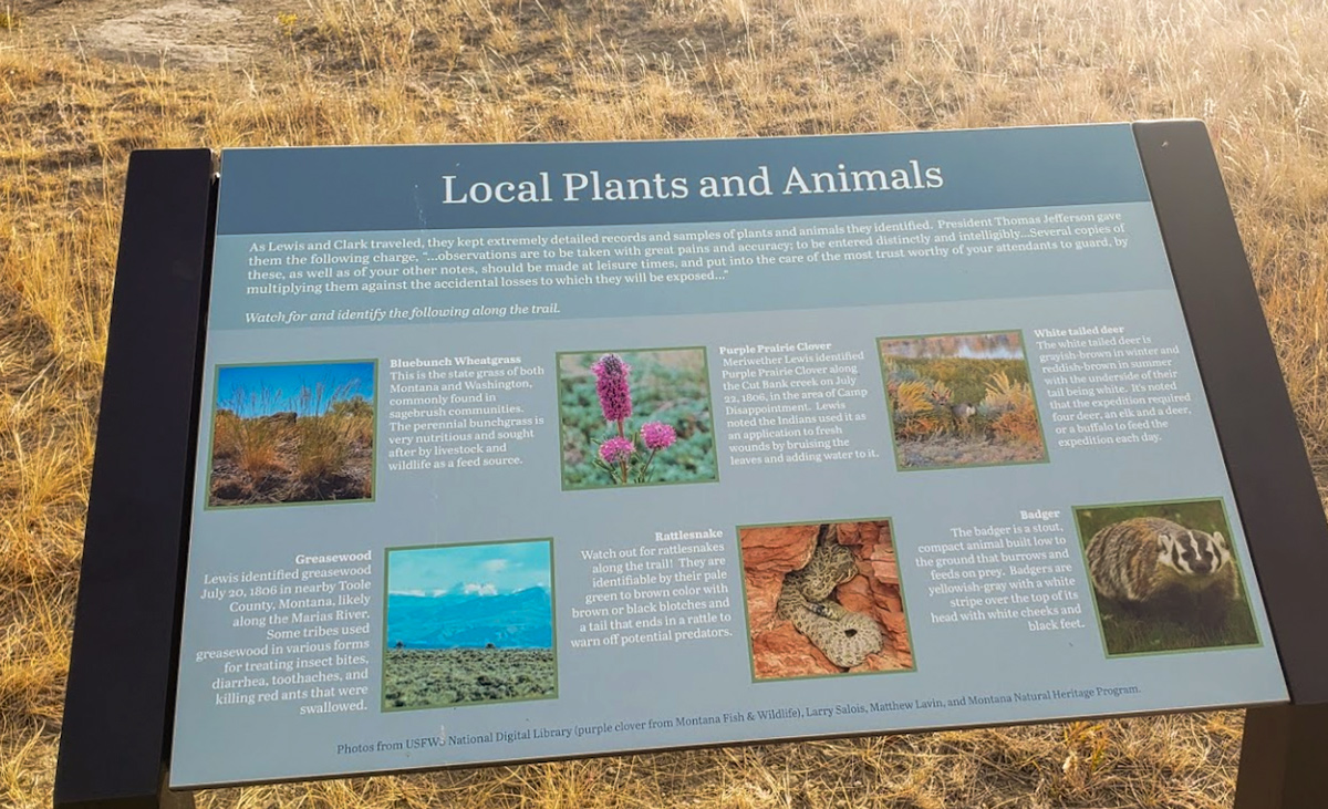 Local Plants and Animals along Coulee Trail