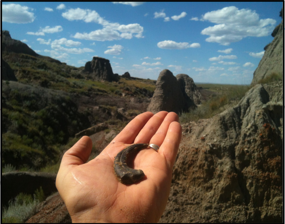 Dinosaurs of the Hell Creek