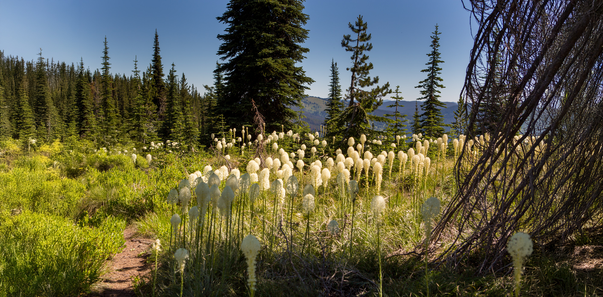 No-see-um Ridge Trail