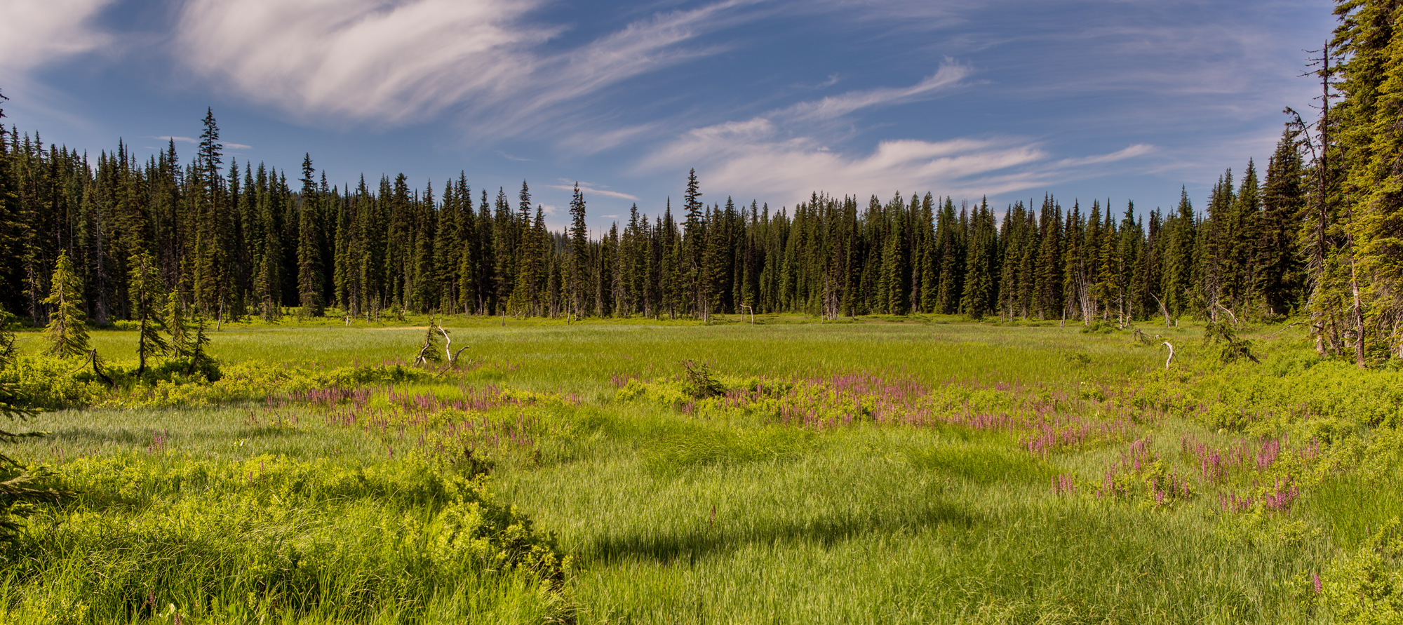 Weitas Meadows