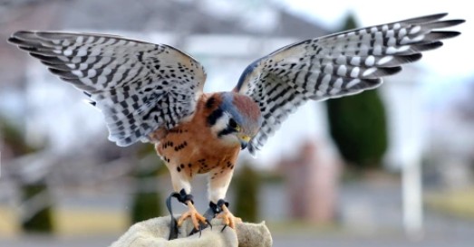 Live Raptors Visit Tamastslikt!